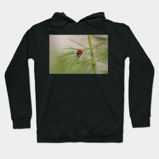 Baby ladybird Hoodie